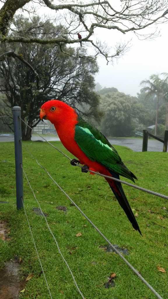 Lamington National Park- a return to O'Reilly's Rainforest Retreat